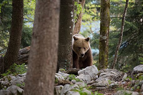 Portrait of brown bear in the slovenian forest, Slovenia, Europe