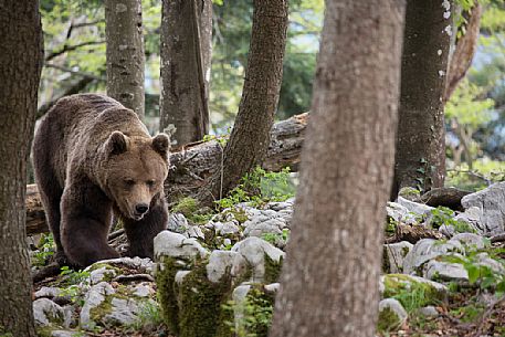 Portrait of brown bear in the slovenian forest, Slovenia, Europe