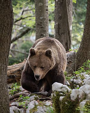 Portrait of brown bear in the slovenian forest, Slovenia, Europe