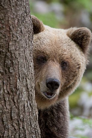 Young brown bear hides behind a tree in the slovenian forest, Slovenia, Europe