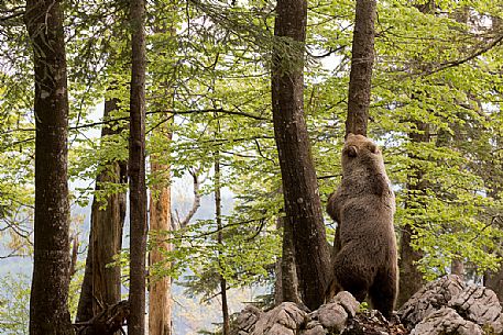 Young brown bear playing in the slovenian forest, Slovenia, Europe