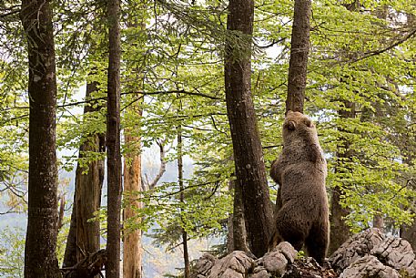 Young brown bear playing in the slovenian forest, Slovenia, Europe Young brown bear playing in the slovenian forest, Slovenia, Europe