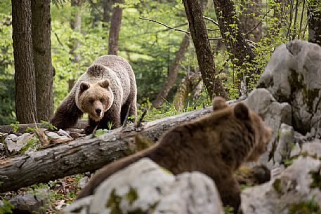 Two brown bears in the slovenian forest, Slovenia, Europe