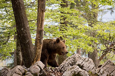 Portrait of brown bear in the slovenian forest, Slovenia, Europe