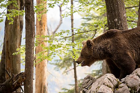 Portrait of brown bear in the slovenian forest, Slovenia, Europe