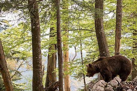 Portrait of brown bear in the slovenian forest, Slovenia, Europe