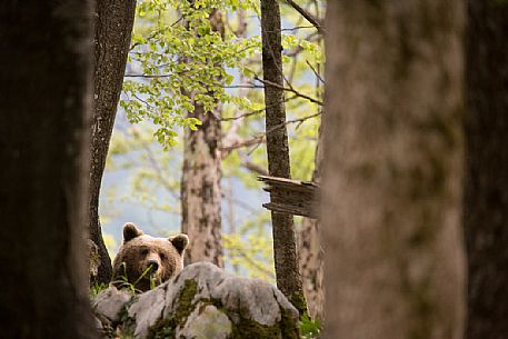 Young brown bear hides behind a rock in the slovenian forest, Slovenia, Europe