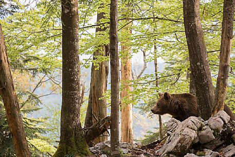 Portrait of brown bear in the slovenian forest, Slovenia, Europe