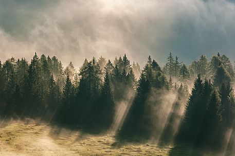 Mist in the forest at early morning at Costa Vedorcia, Cadore, dolomites, Veneto, Italy, Europe
