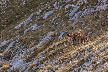 Apennine chamois in the slope of Focalone Mount, Murelle amphitheater, Majella national park, Abruzzo, Italy, Europe Apennine chamois in the slope of Focalone Mount, Murelle amphitheater, Majella national park, Abruzzo, Italy, Europe