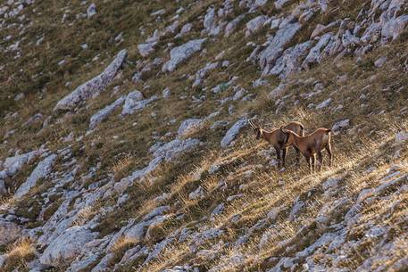 Apennine chamois in the slope of Focalone Mount, Murelle amphitheater, Majella national park, Abruzzo, Italy, Europe