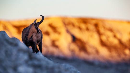 Silhouette of Apennine chamois at sunrise in the Murelle amphitheater, Majella national park, Abruzzo, Italy, Europe