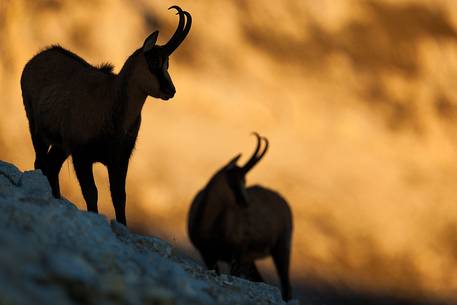 Silhouette of couple of Apennine chamois at sunrise in the Murelle amphitheater, Majella national park, Abruzzo, Italy, Europe