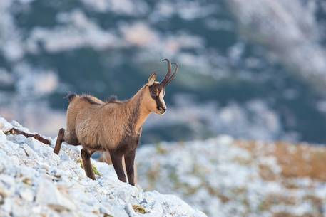 Portrait of Apennine chamois in the Murelle amphitheater, Majella national park, Abruzzo, Italy, Europe