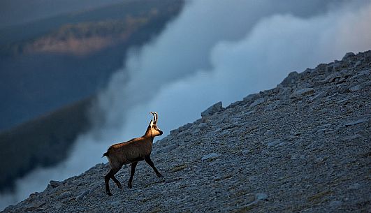 Silhouette of Apennine chamois at sunrise in the Murelle amphitheater, Majella national park, Abruzzo, Italy, Europe