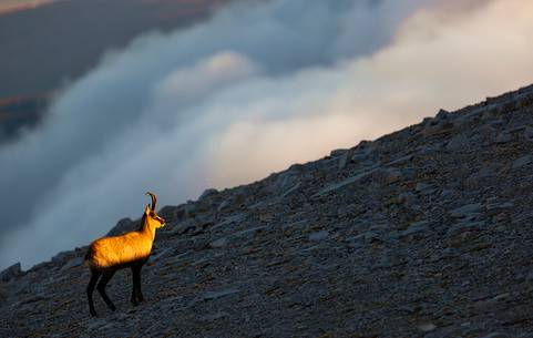 Silhouette of Apennine chamois at sunrise in the Murelle amphitheater, Majella national park, Abruzzo, Italy, Europe