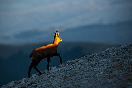 Silhouette of Apennine chamois at sunrise in the Murelle amphitheater, Majella national park, Abruzzo, Italy, Europe