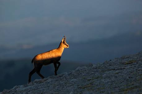 Silhouette of Apennine chamois at sunrise in the Murelle amphitheater, Majella national park, Abruzzo, Italy, Europe