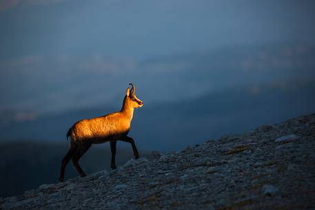 Silhouette of Apennine chamois at sunrise in the Murelle amphitheater, Majella national park, Abruzzo, Italy, Europe