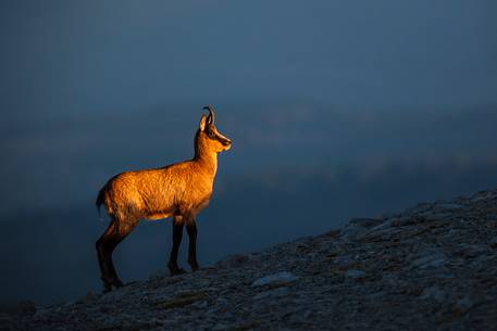 Silhouette of Apennine chamois at sunrise in the Murelle amphitheater, Majella national park, Abruzzo, Italy, Europe