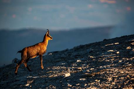 Silhouette of Apennine chamois at sunrise in the Murelle amphitheater, Majella national park, Abruzzo, Italy, Europe