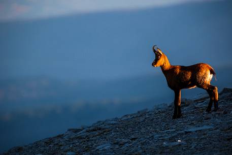 Silhouette of Apennine chamois at sunrise in the Murelle amphitheater, Majella national park, Abruzzo, Italy, Europe