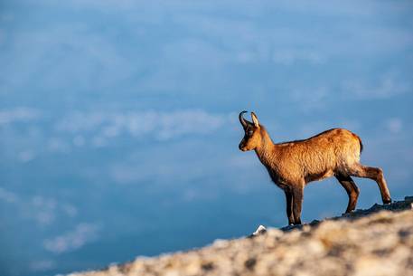 Silhouette of Apennine chamois at sunrise in the Murelle amphitheater, Majella national park, Abruzzo, Italy, Europe