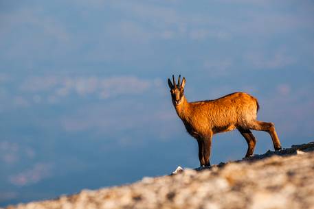 Silhouette of Apennine chamois at sunrise in the Murelle amphitheater, Majella national park, Abruzzo, Italy, Europe