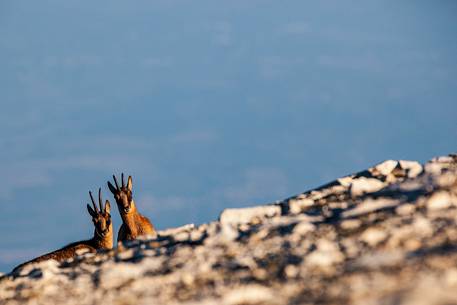 Couple of Apennine chamois in the Murelle amphitheater, Majella national park, Abruzzo, Italy, Europe