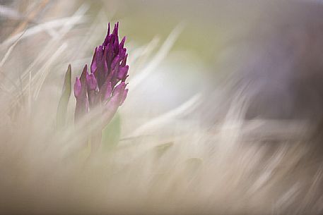 Elder flower orchid, Dactylorhiza sambucina,  Campo Imperatore, Gran Sasso national park, Appennines, Abruzzo, Italy, Europe