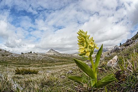 Elder flower orchid, Dactylorhiza sambucina,  Campo Imperatore, Gran Sasso national park, Appennines, Abruzzo, Italy, Europe