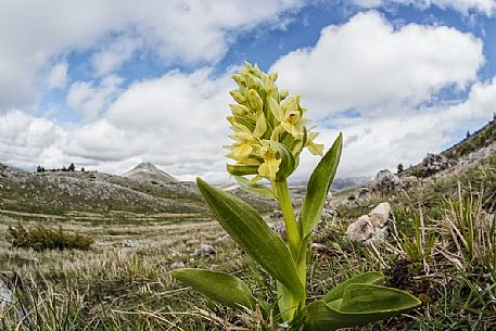 Elder flower orchid, Dactylorhiza sambucina,  Campo Imperatore, Gran Sasso national park, Appennines, Abruzzo, Italy, Europe