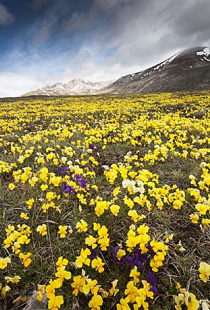 Eugenia's violet, Viola eugeniae, flowers in full bloom on mountain plateau of Campo Imperatore. Endemic to the Apennines. Gran Sasso National Park, Abruzzo, Italy, Europe