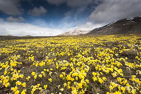 Eugenia's violet, Viola eugeniae, flowers in full bloom on mountain plateau of Campo Imperatore. Endemic to the Apennines. Gran Sasso National Park, Abruzzo, Italy, Europe