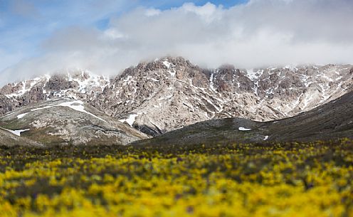 Eugenia's violet, Viola eugeniae, flowers in full bloom on mountain plateau of Campo Imperatore. Endemic to the Apennines. Gran Sasso National Park, Abruzzo, Italy, Europe