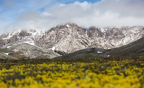 Eugenia's violet, Viola eugeniae, flowers in full bloom on mountain plateau of Campo Imperatore. Endemic to the Apennines. Gran Sasso National Park, Abruzzo, Italy, Europe