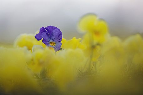 Eugenia's violet, Viola eugeniae, flowers in full bloom on mountain plateau of Campo Imperatore. Endemic to the Apennines. Gran Sasso National Park, Abruzzo, Italy, Europe