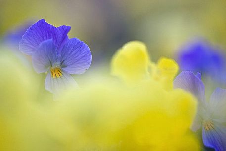 Eugenia's violet, Viola eugeniae, flowers in full bloom on mountain plateau of Campo Imperatore. Endemic to the Apennines. Gran Sasso National Park, Abruzzo, Italy, Europe