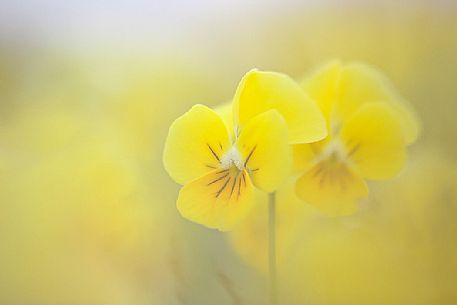 Eugenia's violet, Viola eugeniae, flowers in full bloom on mountain plateau of Campo Imperatore. Endemic to the Apennines. Gran Sasso National Park, Abruzzo, Italy, Europe