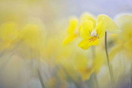 Eugenia's violet, Viola eugeniae, flowers in full bloom on mountain plateau of Campo Imperatore. Endemic to the Apennines. Gran Sasso National Park, Abruzzo, Italy, Europe