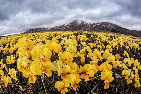 Eugenia's violet, Viola eugeniae, flowers in full bloom on mountain plateau of Campo Imperatore. Endemic to the Apennines. Gran Sasso National Park, Abruzzo, Italy, Europe