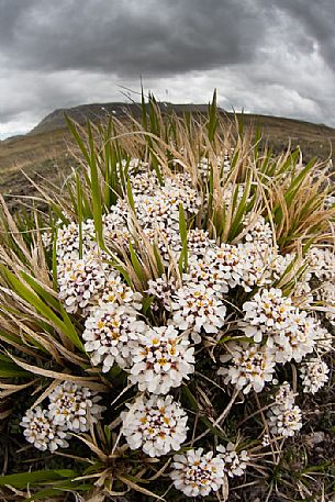 Flowering on the Gran Sasso national park, Abruzzo, Italy, Europe