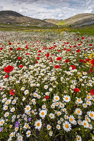 Natural blooming in the plateau of Campo Imperatore, Gran Sasso national park, Abruzzo, Italy, Europe