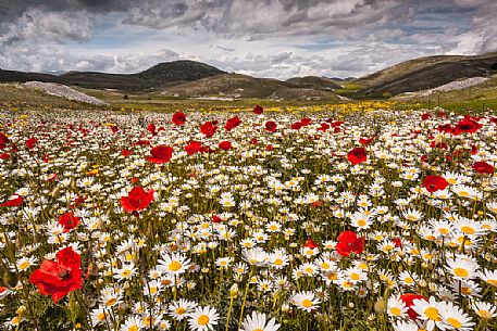 Natural blooming in the plateau of Campo Imperatore, Gran Sasso national park, Abruzzo, Italy, Europe