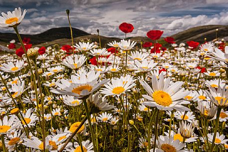 Natural blooming in the plateau of Campo Imperatore, Gran Sasso national park, Abruzzo, Italy, Europe Natural blooming in the plateau of Campo Imperatore, Gran Sasso national park, Abruzzo, Italy, Europe