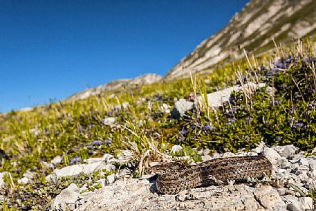 Orsini's viper or Vipera ursinii, adult portrait. Endemic to the Apennines mountain, Gran Sasso national park, Abruzzo, Italy, Europe