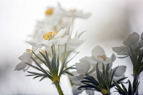 Anemone narcissiflora, Campo Imperatore, Gran Sasso national park, Abruzzo, Italy, Europe