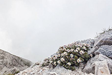 Rock Jasmine, Androsace villosa, in flowering, Campo Imperatore, Gran Sasso national park, Abruzzo, Italy, Europe Rock Jasmine, Androsace villosa, in flowering, Campo Imperatore, Gran Sasso national park, Abruzzo, Italy, Europe