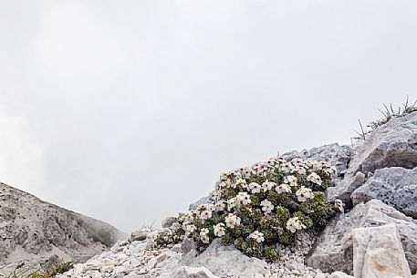 Rock Jasmine, Androsace villosa, in flowering, Campo Imperatore, Gran Sasso national park, Abruzzo, Italy, Europe