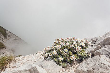 Rock Jasmine, Androsace villosa, in flowering, Campo Imperatore, Gran Sasso national park, Abruzzo, Italy, Europe